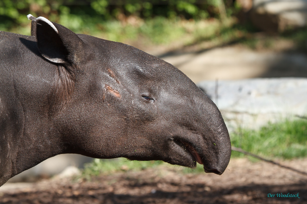 Prager Zoo: Tapir