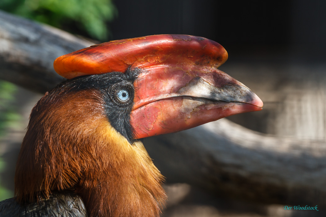 Prager Zoo: Hornvogel