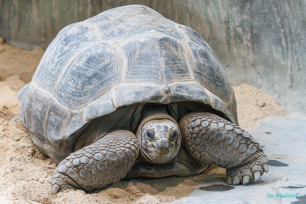 Prager Zoo: Eindrucksvolle Riesenschildkröten