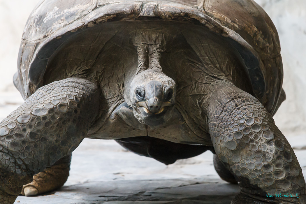 Prager Zoo: Eindrucksvolle Riesenschildkröten