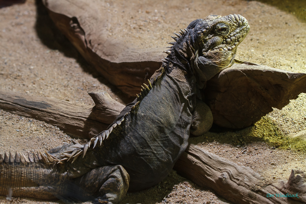 Der Prager Zoo beherbergt eine Vielzahl von Echsen