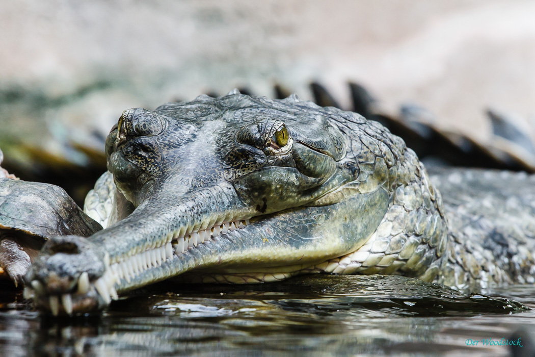 Prager Zoo: Gavial