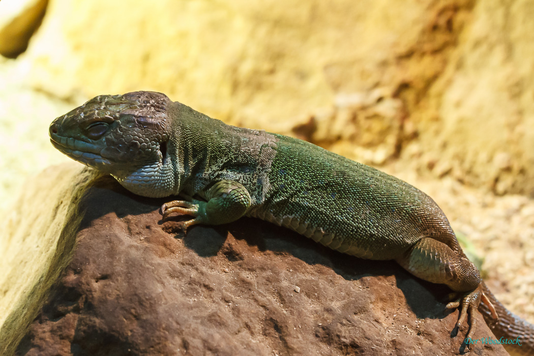 Der Prager Zoo beherbergt eine Vielzahl von Echsen