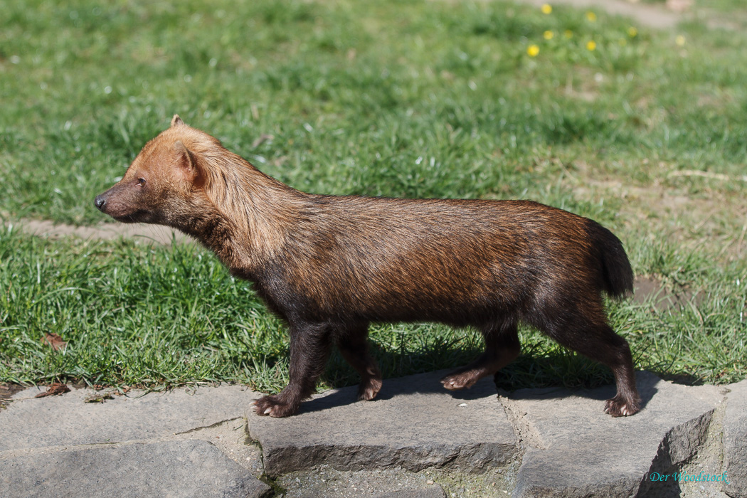 Prager Zoo: Waldhund